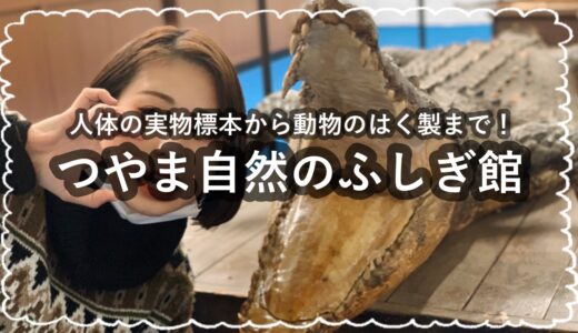 【感想】怖いと噂の『つやま自然のふしぎ館』へ行ってきた！臓器や珍獣が展示されているだと…！？